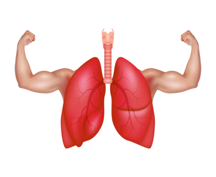 Strong healthy human lungs and powerful cardiovascular with arms showing strong muscles. Exercises to rehab breath. Medical check up health concept. Realistic 3D file PNG