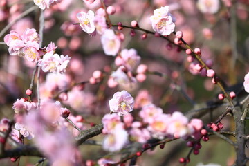Fototapeta na wymiar 日本の春に満開となった梅