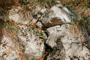 Textured stones of rocky mountain. A rock overgrown with green vegetation.