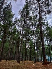 Woods with high trees