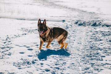 german shepherd dog in snow