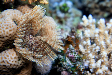 coral reef wallpaper background ocean tropical ecosystem underwater