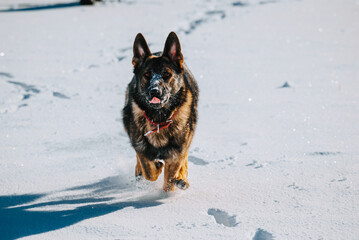 german shepherd dog in snow