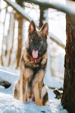 german shepherd dog on the snow