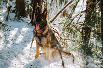 german shepherd dog