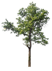 PNG tree with removed original background for easy to drag and drop in new project  