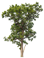 PNG tree with removed original background for easy to drag and drop in new project  