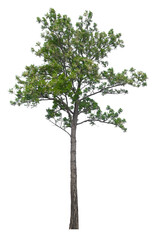 PNG tree with removed original background for easy to drag and drop in new project  