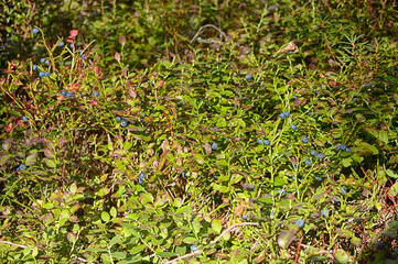 Ventspils. Vasenieki swamp. Blueberries.