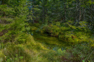 Ventspils. Vasenieki bog.