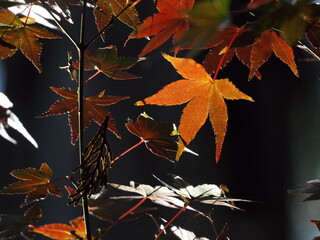 紅葉