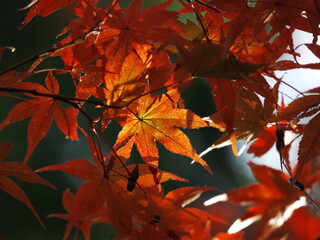 紅葉