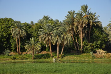 Obraz na płótnie Canvas Palm trees on the shore of Nile in Egypt, Africa 