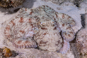 A Caribbean reef octopus tentacled cephalopod in sand part of the reef at night under the cover of darkness. This fascinating creature is at home in the tropical waters of the Cayman Islands