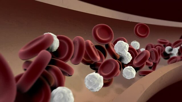 blood cells in a vein with an Alpha channel