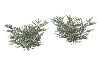 A variety of trees and plants on a transparent background