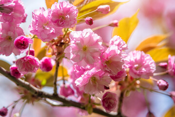 Japanese cherry blossoms on a green natural background

