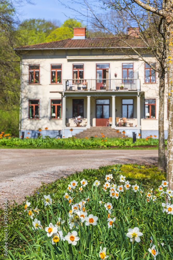 Canvas Prints Flowering Poet's daffodil in a garden by a house