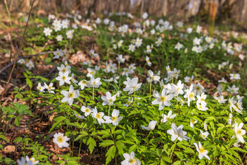 Beautiful Wood anemone in early spring