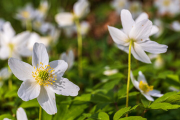Fototapeta na wymiar Blooming Wood anemones in spring