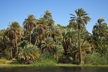 Obraz premium Palm trees on the shore of Nile in Egypt, Africa 