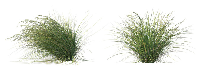 A variety of trees and plants on a transparent background