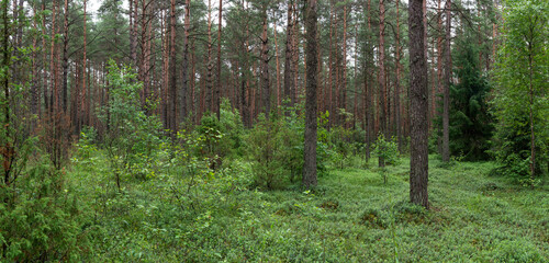 Landscape of Belarus - pine forest