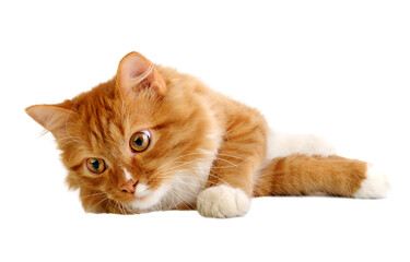 Ginger cat