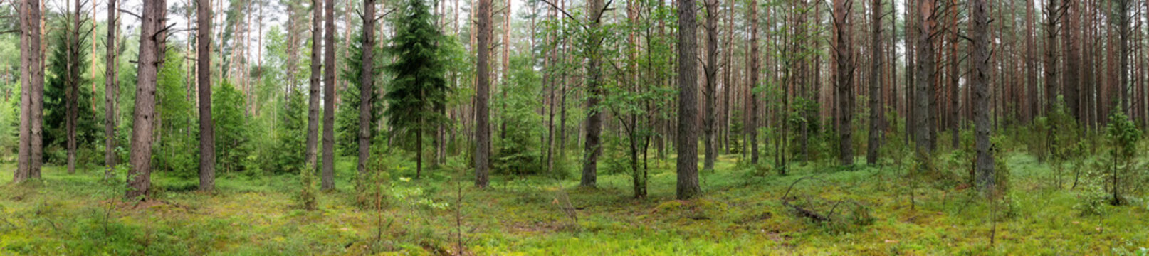 Landscape of Belarus - pine forest