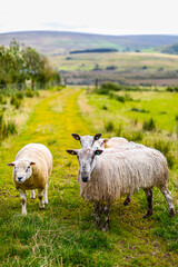 Fototapeta premium Sheep graze in field in Ireland