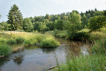 Nature of Belarus, summer landscape with a small forest river Isloch