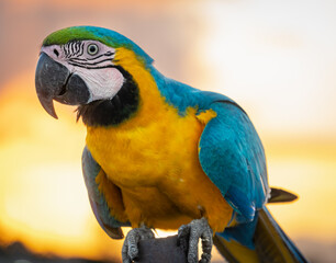 blue and yellow macaw