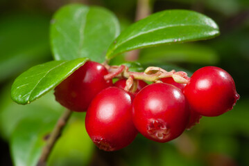 Nature of Europe - large ripe red lingonberries (cowberry) on a branch in the forest
