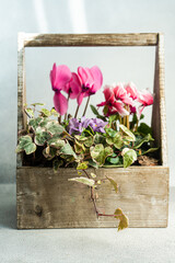 Spring floral composition with bright cyclamen