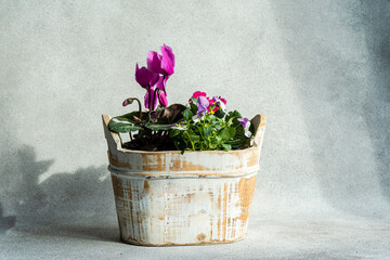 Spring floral composition with bright cyclamen