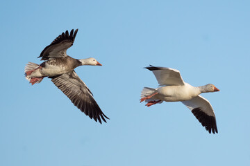 Two Flying Snow Geese (One is a blue morph)