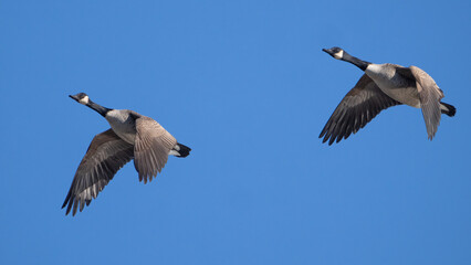 Two Canada Geese Flying in Formation