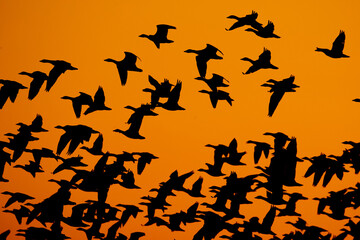 Snow Geese Taking off at Sunrise