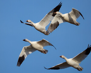 Obraz premium A Flock of Snow Geese Flying Overhead