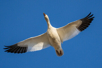 A Snow Goose Flying Overhead