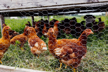 organic chickens in a pen