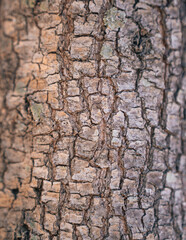 texture closeup tree wood nature