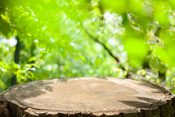 背景　森の切り株