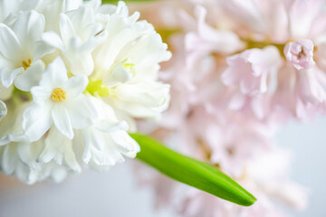 Pale color hyacinth flowers close up