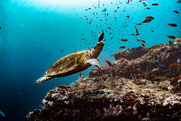 Hawksbill Sea Turtle feeding on soft corals on a tropical coral reef