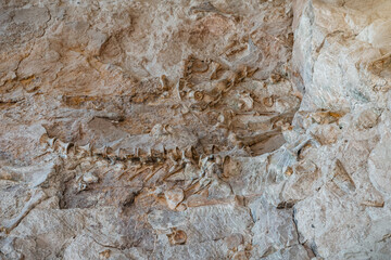 Dinosaur bone fossils partly excavated in rock wall