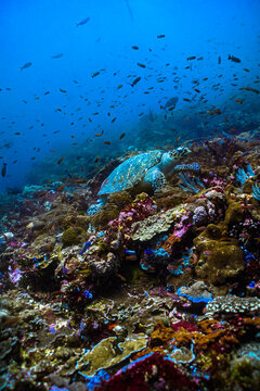 Hawksbill Sea Turtle feeding on soft corals on a tropical coral reef