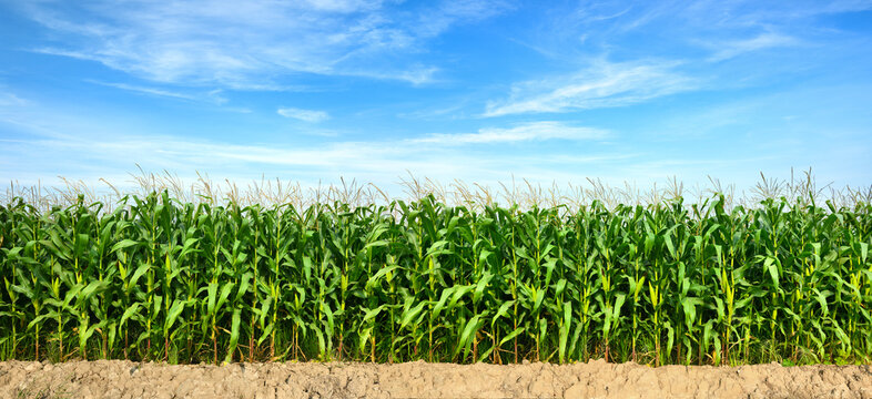 Panoramic view of Corn field plantation with blue sky background.