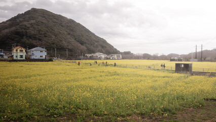 静岡県 日野地区の菜の花畑（元気な百姓達の菜の花畑）