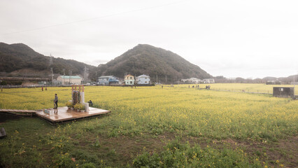 静岡県 日野地区の菜の花畑（元気な百姓達の菜の花畑）